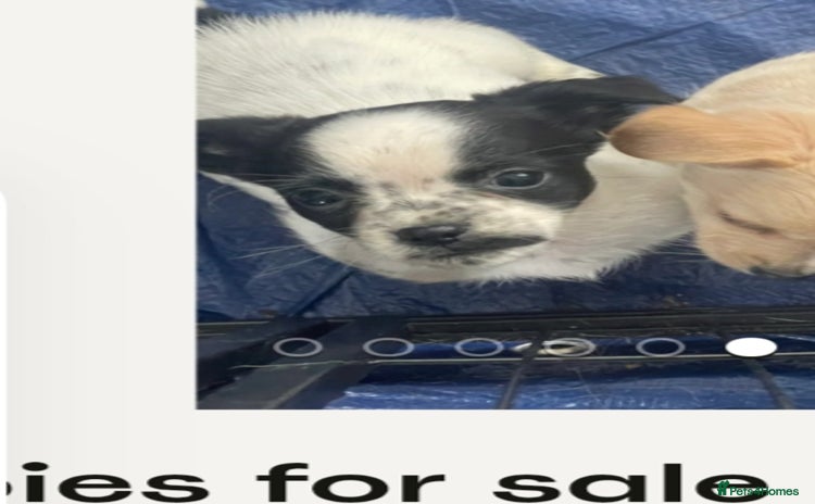 Mixed Breed dogs - Advert 1