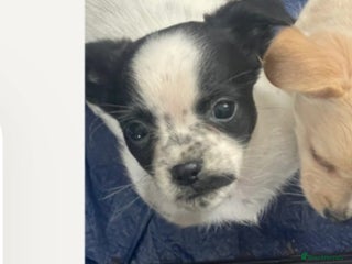 Mixed Breed dogs for sale - Advert 1