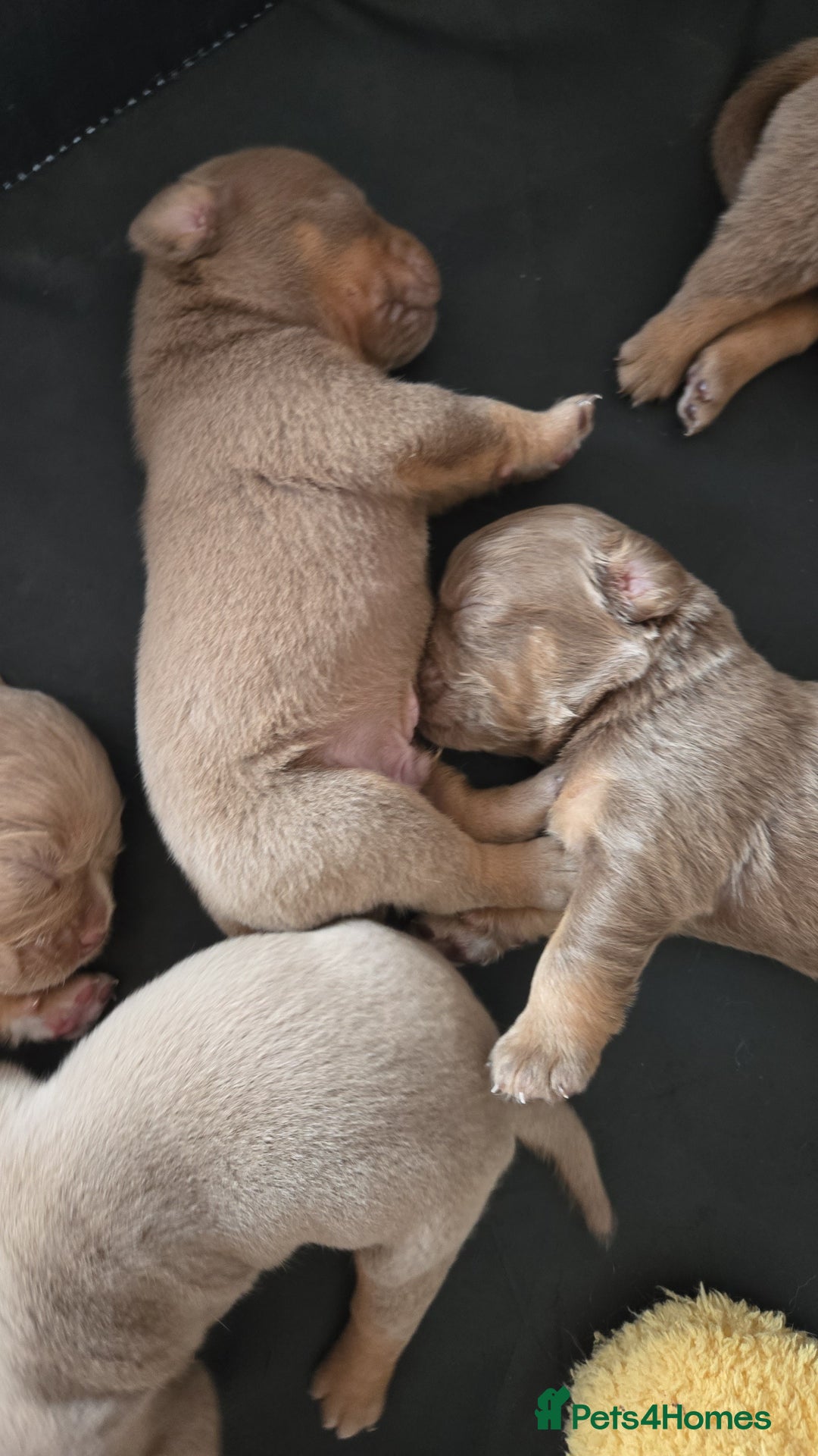 Olde English Bulldogge dogs for sale: Old english bulldoggee mammots - Image 4