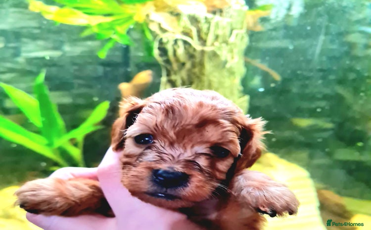 Cockapoo dogs - Advert 6