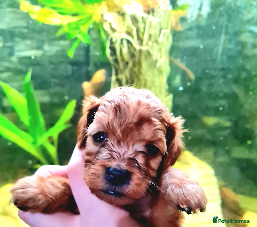 Cockapoo dogs for sale: 🐶🐾PLEASE READ THE FULL ADVERT🐾🐶 - Image 4