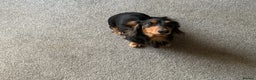 Dachshund dogs for stud: Long haired miniature dachshund for stud - Advert 7