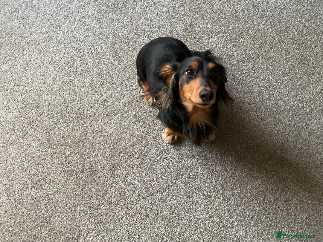 Dachshund dogs for stud: Long haired miniature dachshund for stud - Advert 7