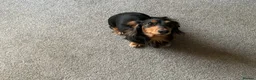 Dachshund dogs for stud: Long haired miniature dachshund for stud - Advert 7