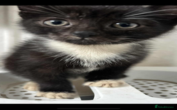 Mixed Breed cats for sale: Beautiful half Siamese Kitten - Image 2