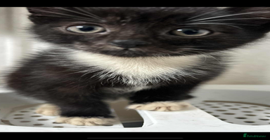 Mixed Breed cats - Advert 5