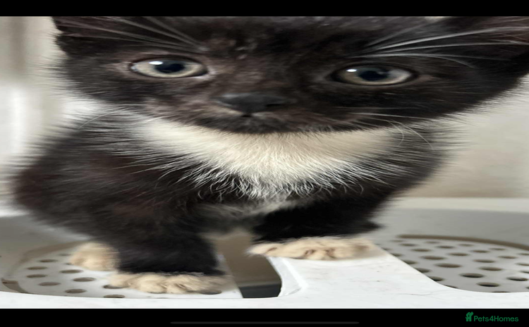 Mixed Breed cats - Advert 4