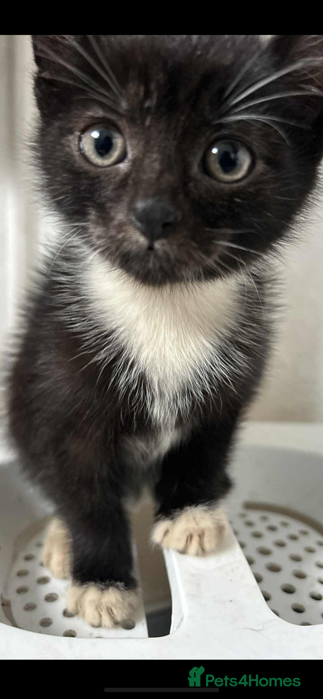 Mixed Breed cats for sale: Beautiful half Siamese Kitten - Image 2