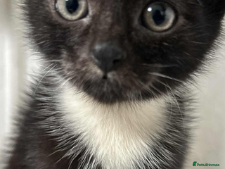 Mixed Breed cats - Advert 18