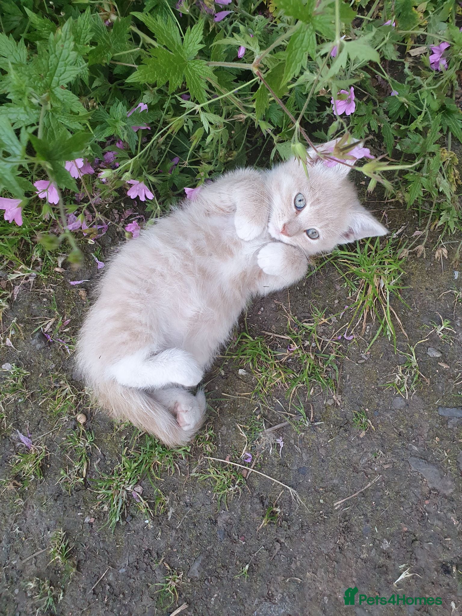 Mixed Breed cats Fluff and Tumble - Advert 9