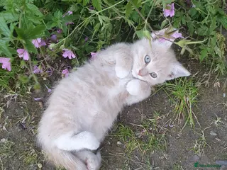 Mixed Breed cats Fluff and Tumble - Advert 9