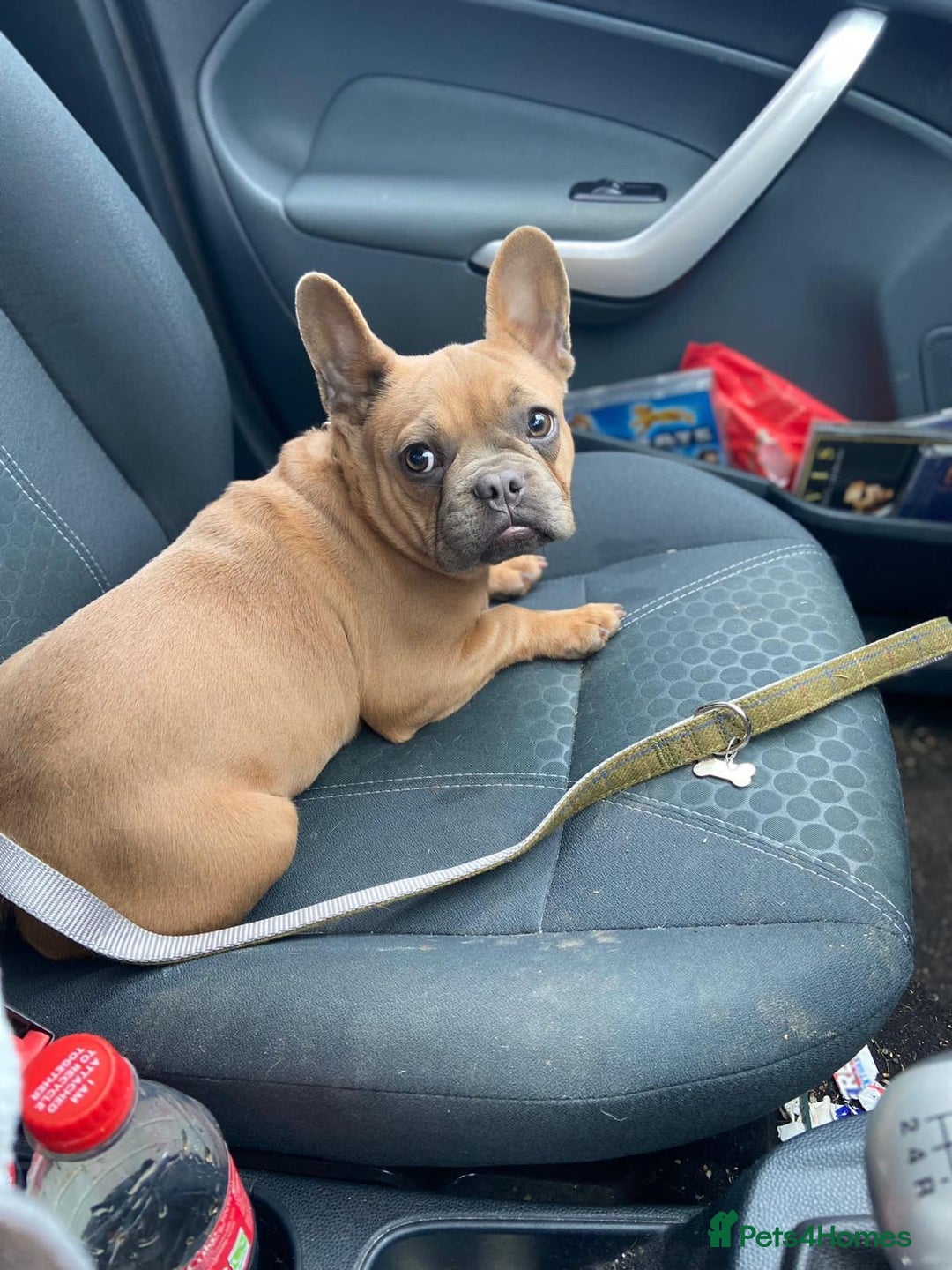 French Bulldog dogs for sale: Female French Bulldog - Advert 2