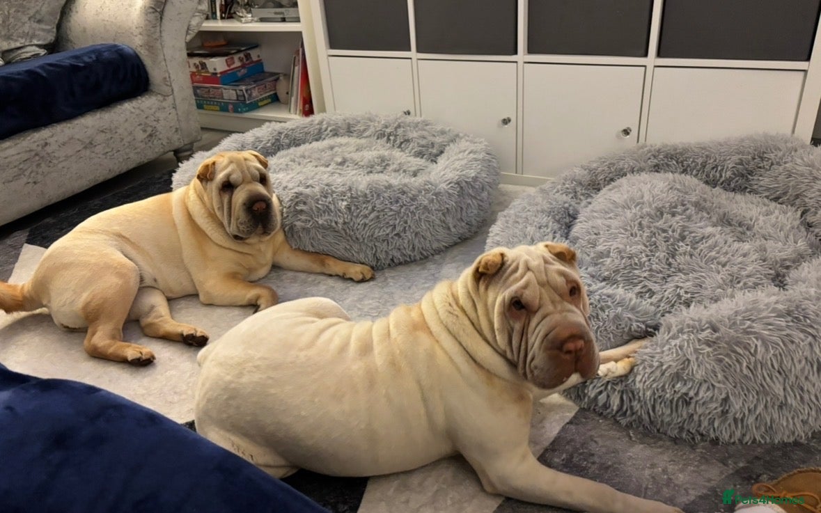Shar Pei dogs Shar pei sisters need a new home - Advert 15