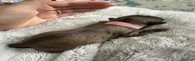 Baby Pink Collar Girl