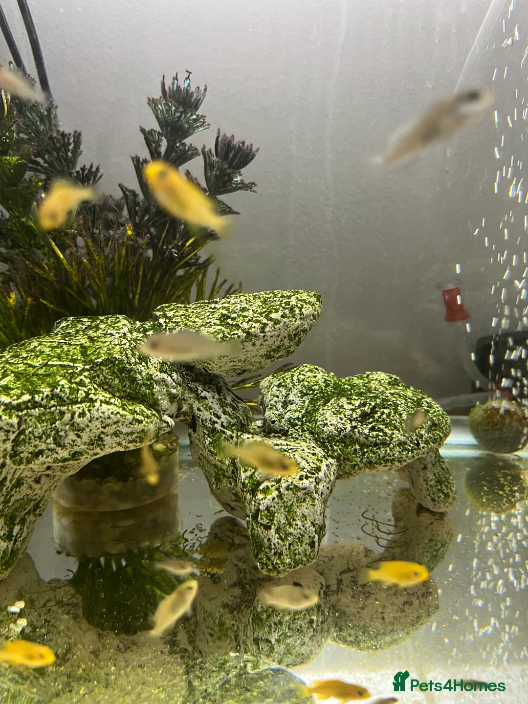 Cichlids fish for sale: Yellow lab cichlids in Teddington - Advert 3