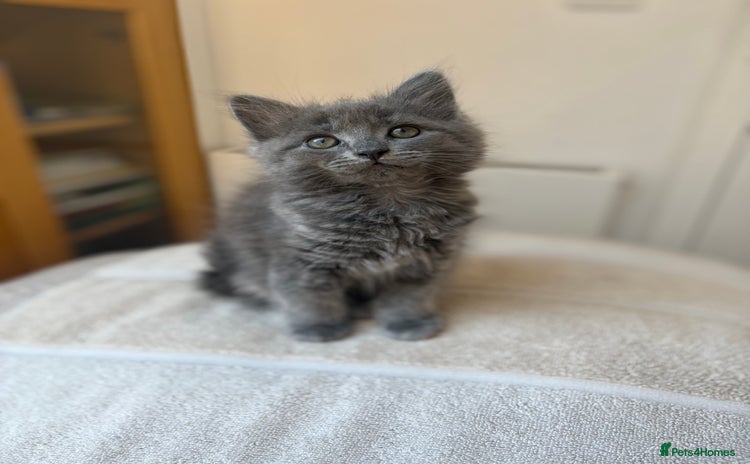 Mixed Breed cats - Advert 2
