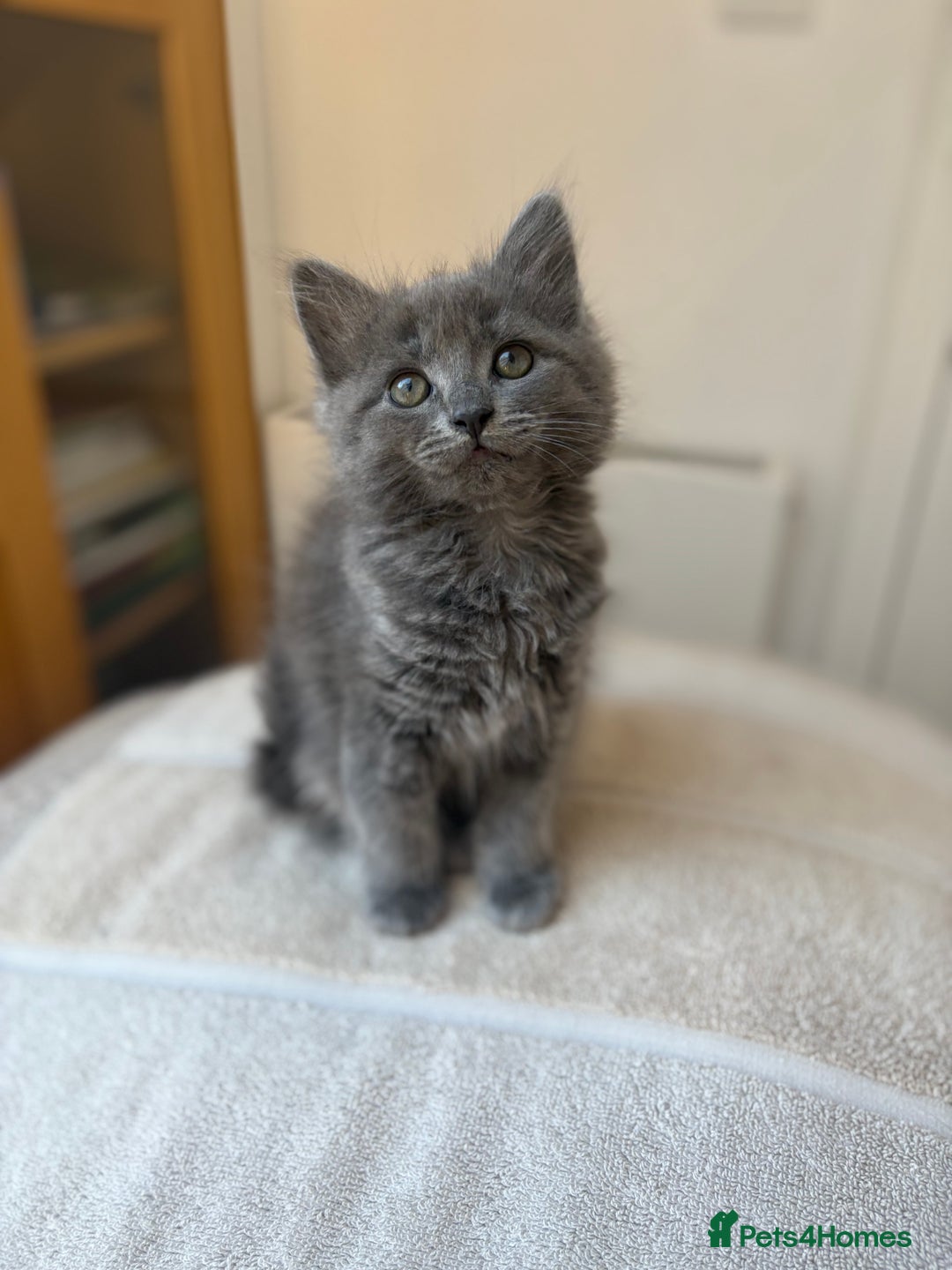 Mixed Breed cats for sale: Gorgeous girl for sale - Image 1