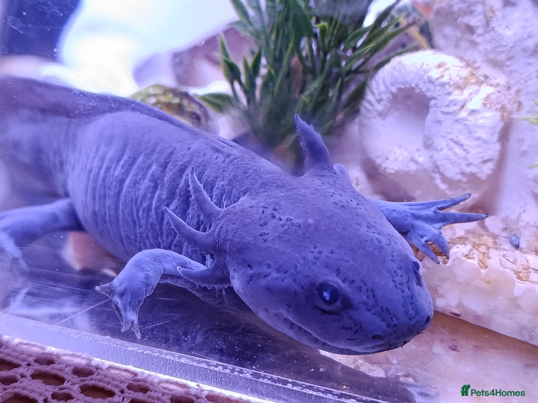 Axolotl reptiles for sale: 🪻Rare Lavender Axolotls Looking for a Loving Home - Advert 1