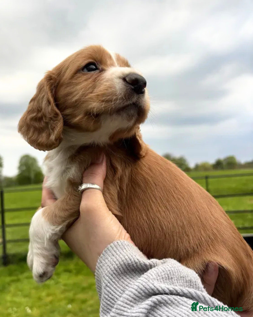 Cocker Spaniel dogs Beautiful KC Working Cockers looking for homes - Advert 17