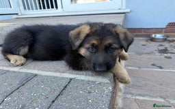 German Shepherd dogs for sale: Only 1 boy left Kc German Shepherd Puppies in Canvey Island - Image 29