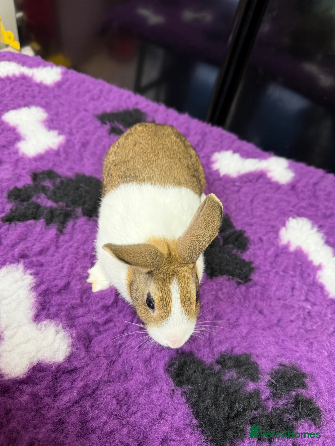 Dutch rabbits for sale: Baby Dutch Rabbits For Sale - Advert 7