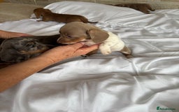 Dachshund dogs for sale: Dachshund puppies  - Image 6