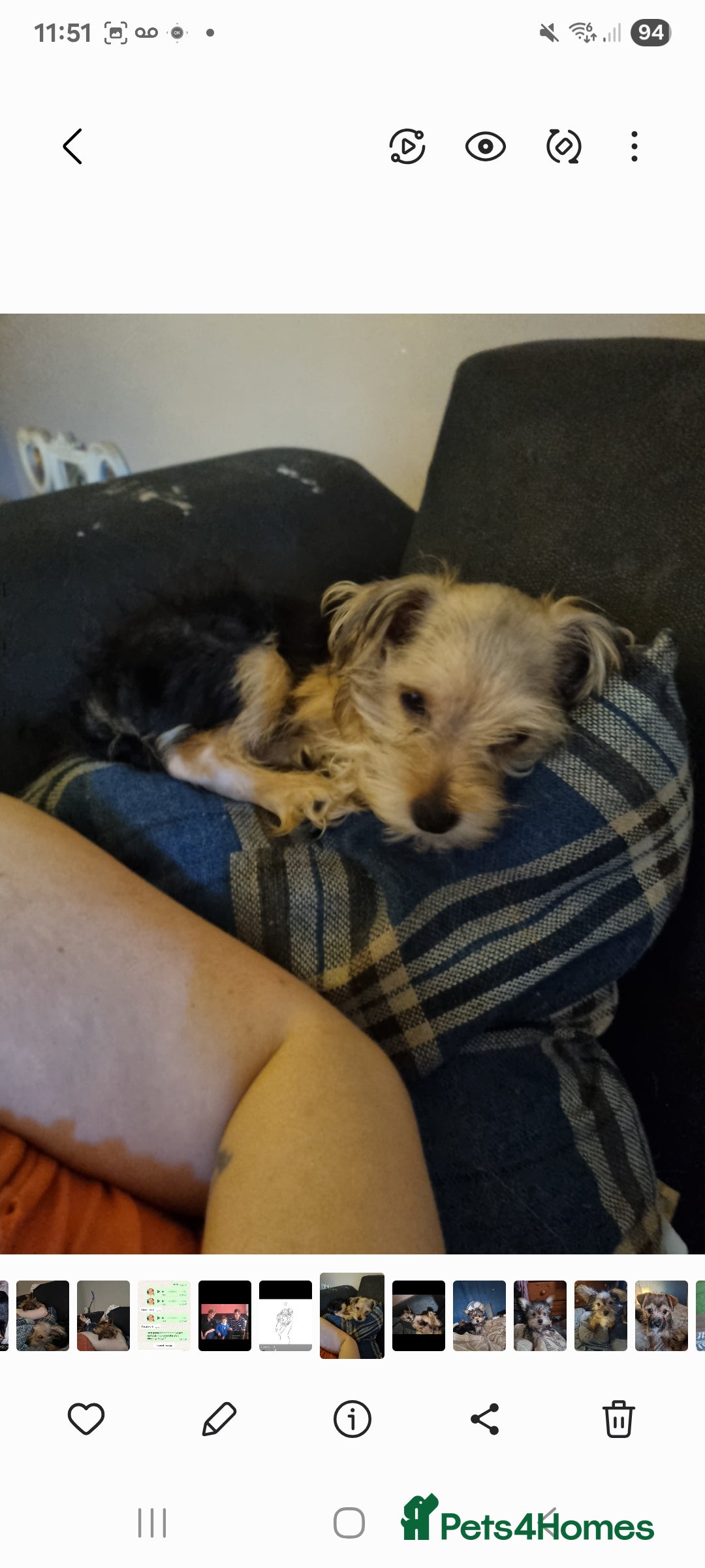 Mixed Breed dogs for sale: Yorkshire terrier cross pomeranian pups - Image 6