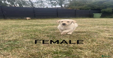 Labradoodle dogs - Advert 6