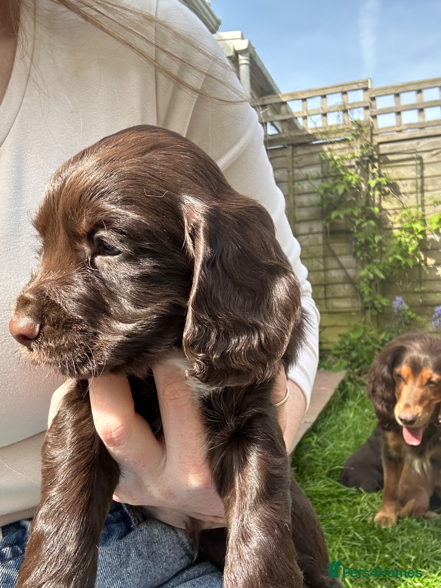 Cocker Spaniel dogs KC registered chocolate cocker spaniel - Advert 4