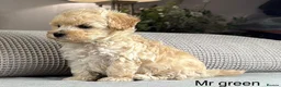 Maltipoo dogs for sale: BEAUTIFUL MALTIPOOS FROM DNA TESTED CLEAR PARENTS  - Advert 13