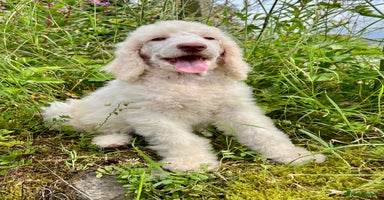 Standard Poodle dogs - Advert 7