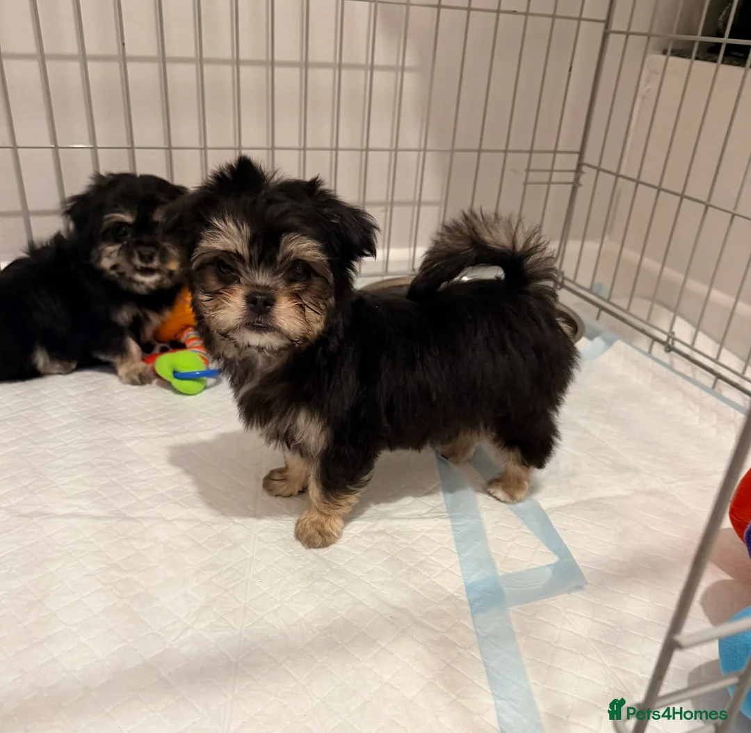 Mixed Breed dogs for sale: Ready now Malchi fluffy puppies  - Advert 15