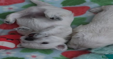 West Highland Terrier dogs - Advert 16