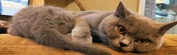 British Shorthair cats for sale: GCCF Registered Britsh Shorthairs £990 for both - Advert 6