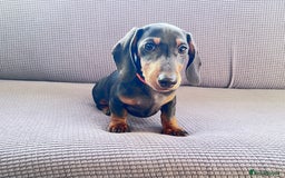 Dachshund dogs for sale: Beautiful Min Dachsund Pups - Image 8