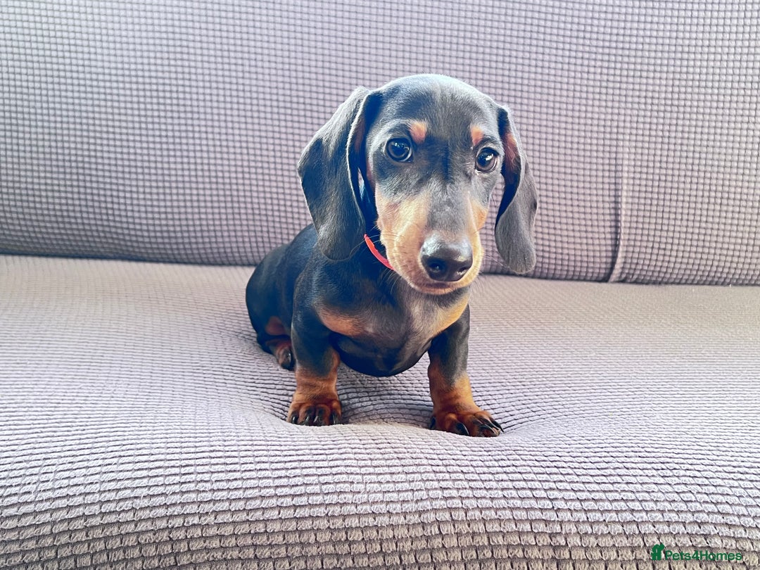 Dachshund dogs for sale: Beautiful Min Dachsund Pups - Image 8
