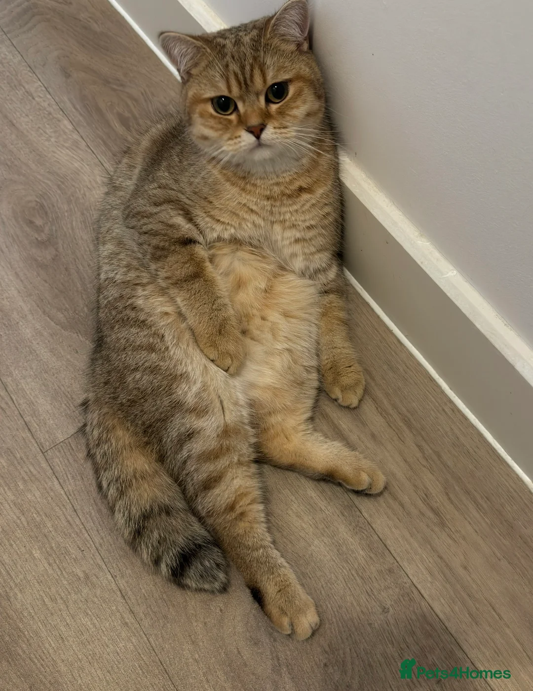 British Shorthair cats for sale: 🐾Beautiful Young Cats Seeking Their Forever Homes - Advert 6