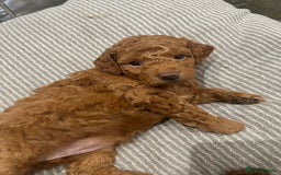 Irish Doodle dogs for sale: Gorgeous Irish Doodle Puppies  🐾 - Image 2