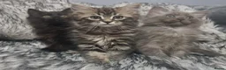Mixed Breed cats for sale: Ragdoll x maine Coon kittens in Telford - Advert 7