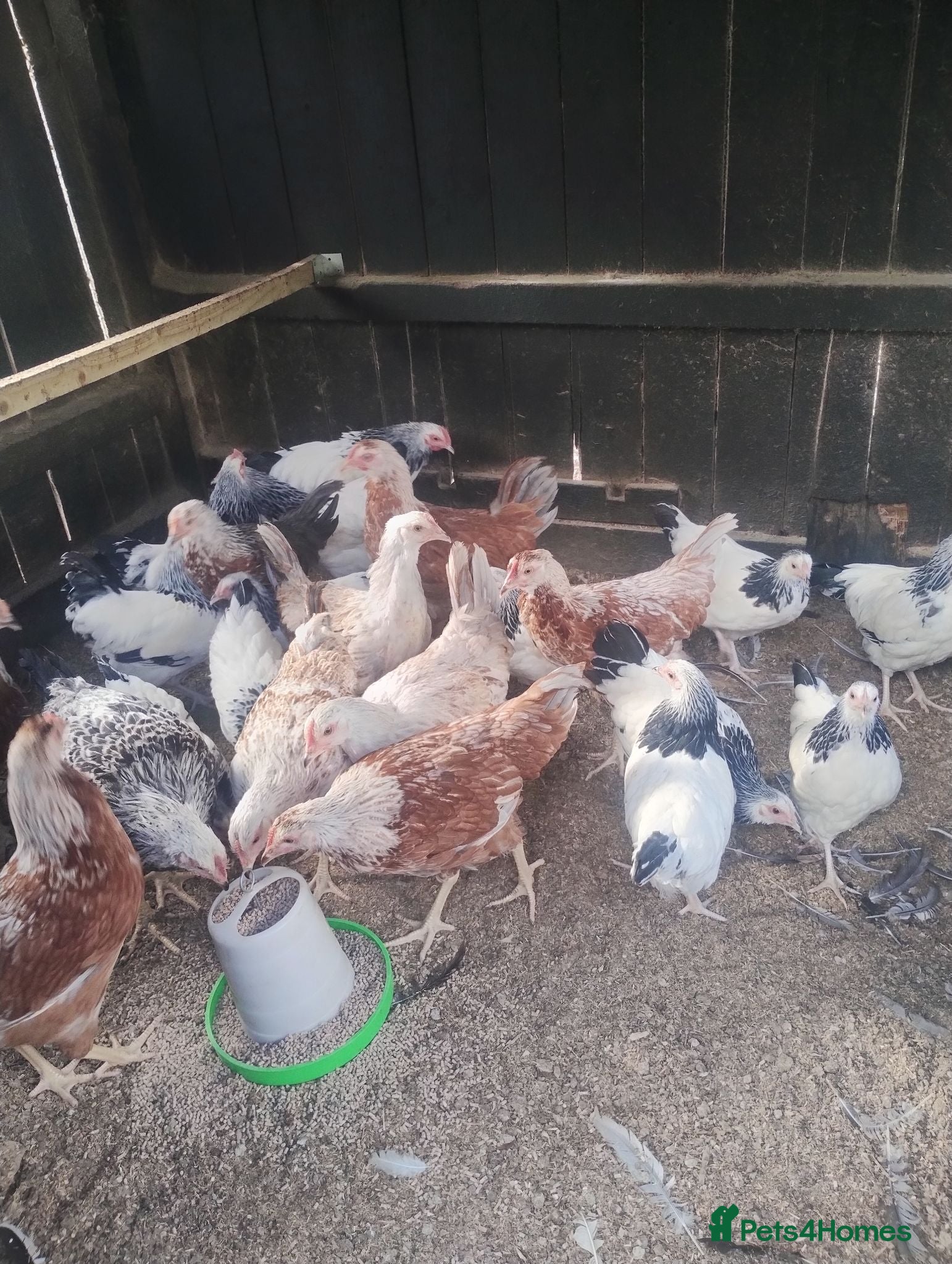 Chickens poultry Young point of lay chickens, wellsummers etc. - Advert 1