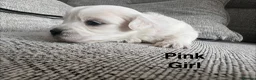 Maltese dogs for sale: Maltese puppies - Advert 6