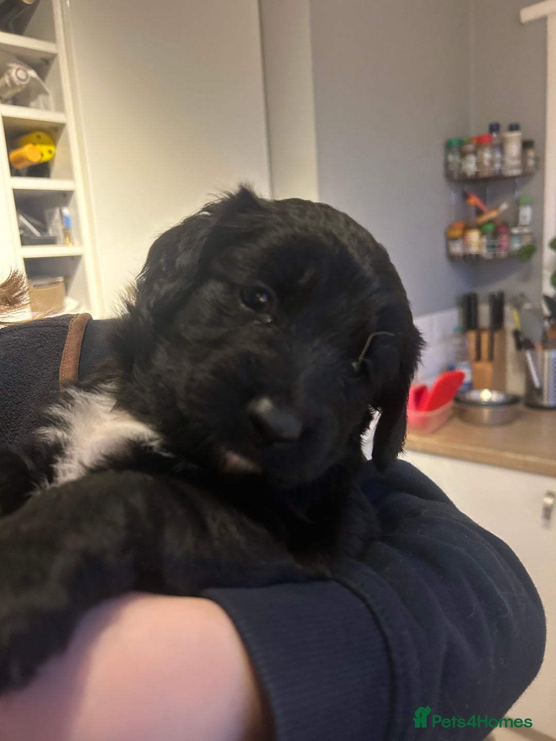 Mixed Breed dogs for sale: Stunning litter - Advert 12