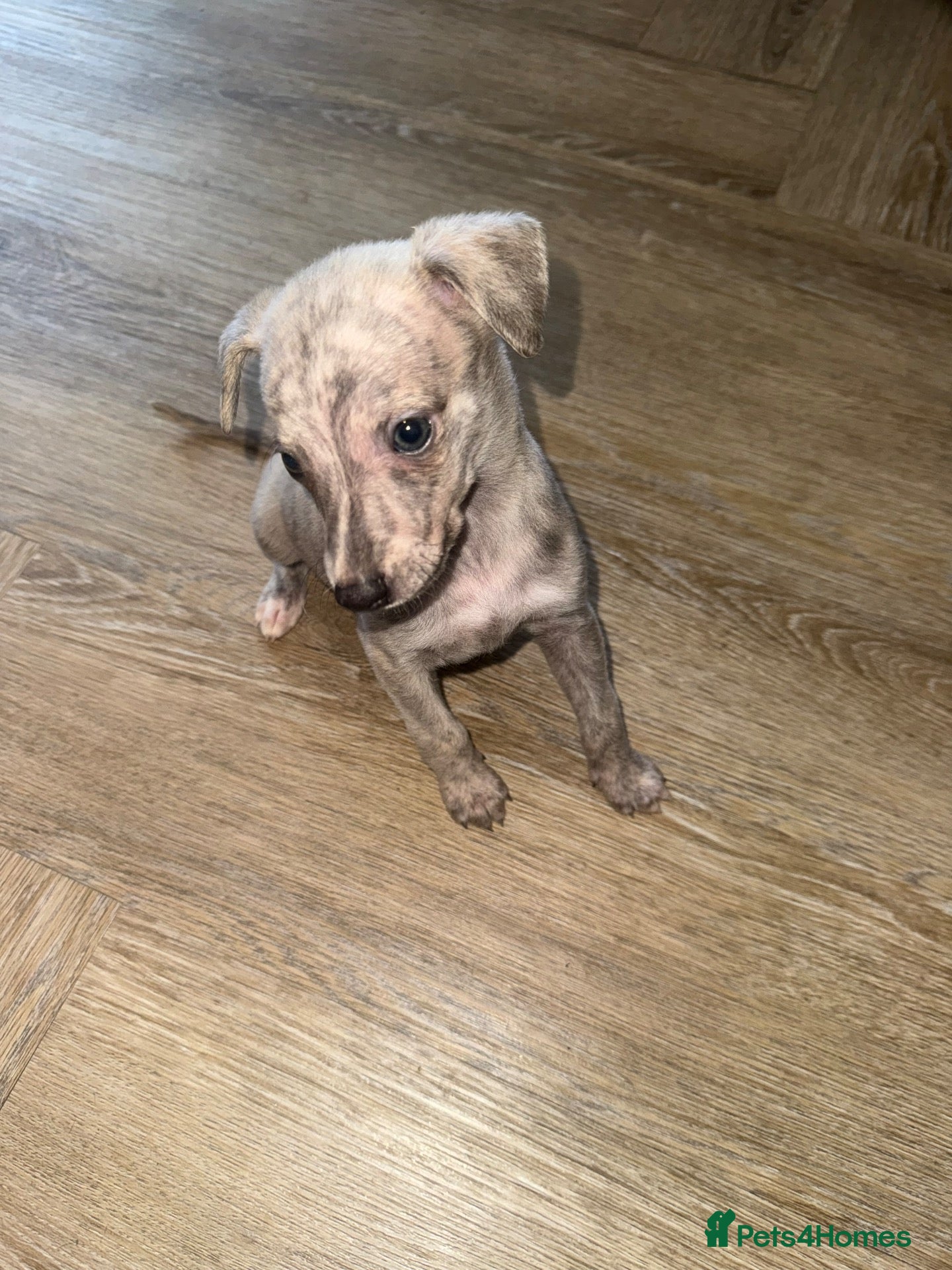 Whippet dogs Exceptional litter of KC registered whippets - Advert 1