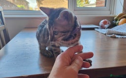 Bengal cats for sale: 1no. Female Bengal Kitten - Image 4