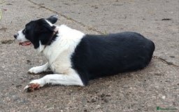 Border Collie dogs for sale: Border Collie Pups For Sale - Image 5