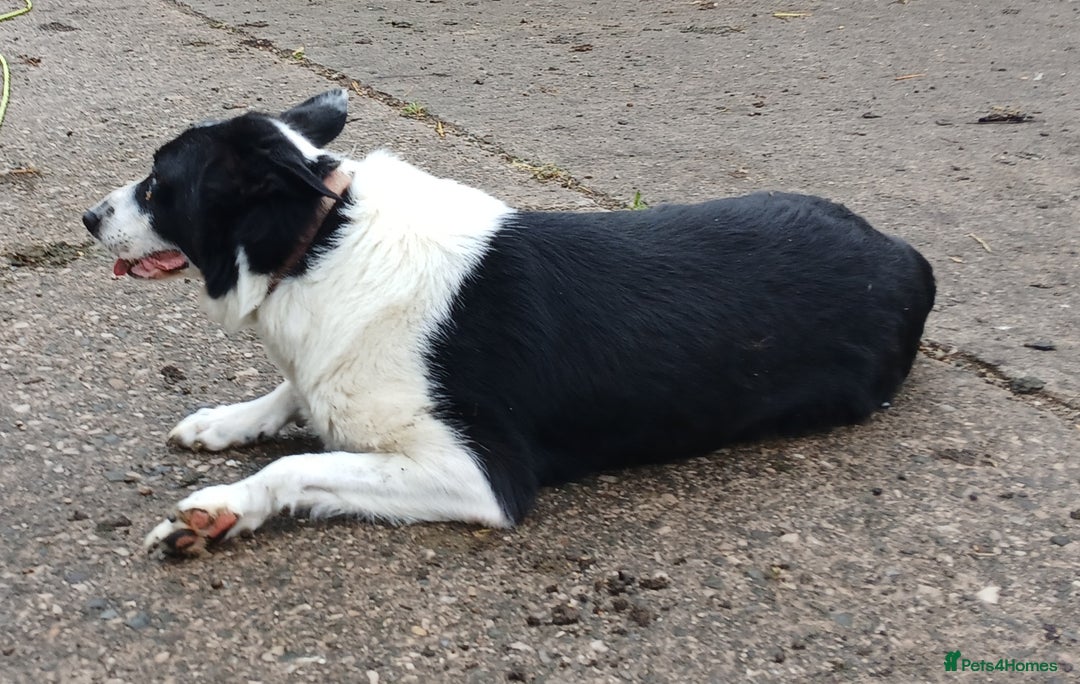 Border Collie dogs for sale: Border Collie Pups For Sale - Image 5
