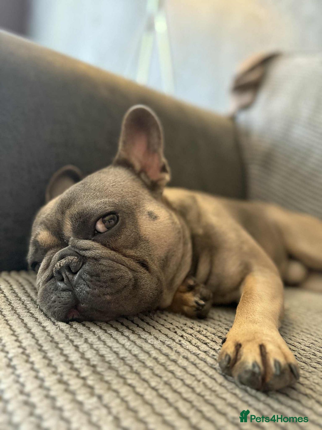 French Bulldog dogs for sale: 1yr 2month Male french bulldog - Image 2