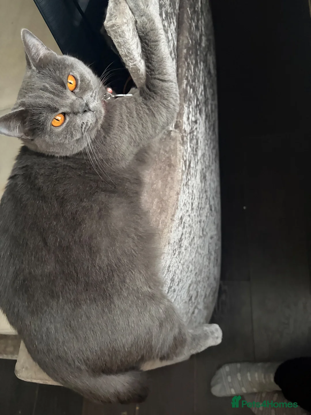British Shorthair cats for sale: British blue striking orange eyes!  - Advert 2
