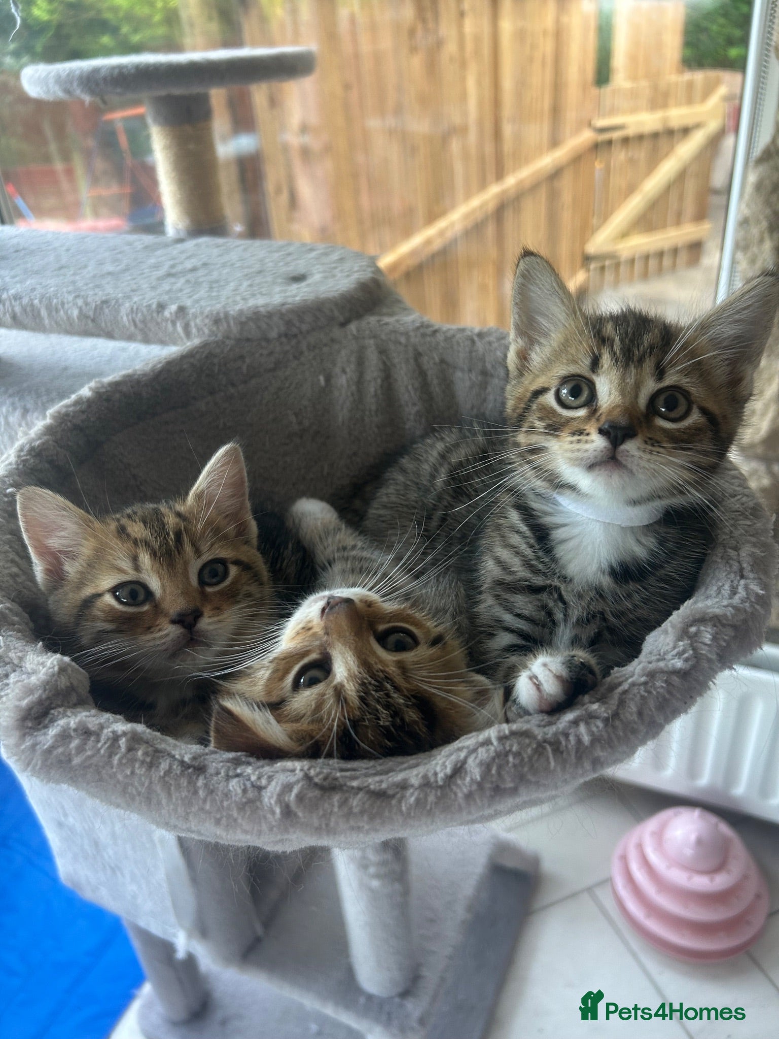 Persian cats X6 Persian Cross Bengal  - beautiful kittens - Advert 2