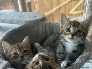 Persian cats X6 Persian Cross Bengal - beautiful kittens - Advert 2